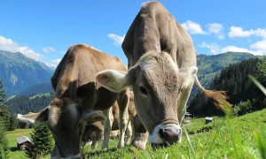 mucche pascolo alpi