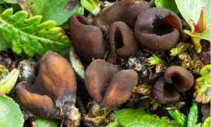 oocidea nuovo fungo devero carboni 18