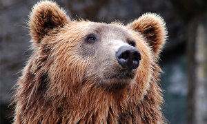 orso muso