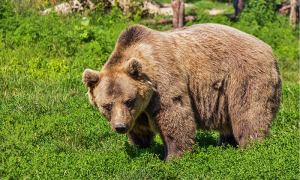 orso prato