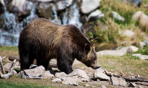 orso sassi