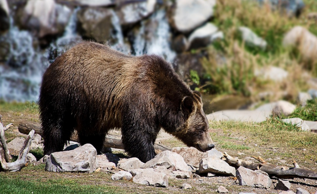 orso sassi