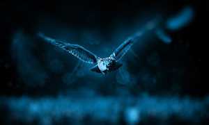 owl 518838 640
