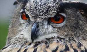 owl g71b67e9e1 640