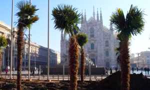 palme duomo milano
