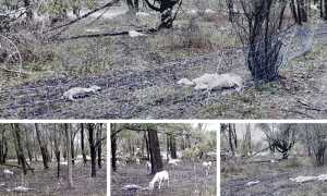 pecore morte alluvione ott 20