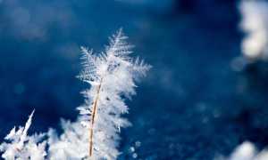 pexels david dibert 774664