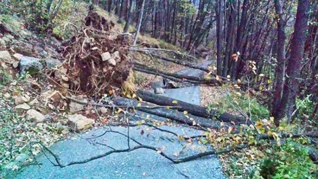 pianta caduta ornavasso boden