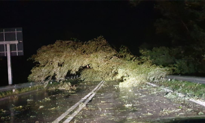 pianta superstrada pioggia notte