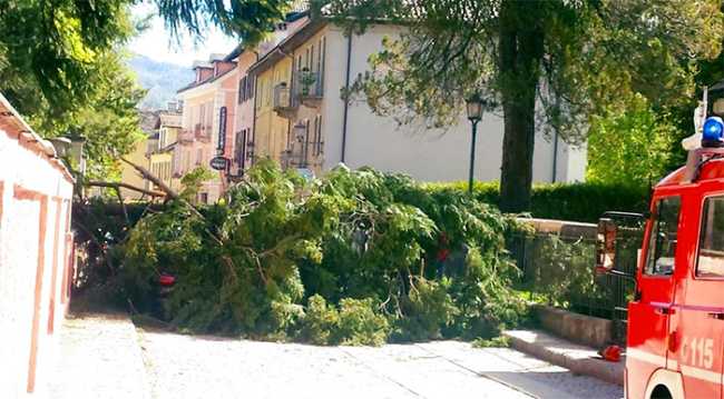 piante vigezzo strada vigili