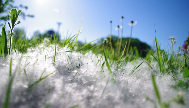 polline piante cielo