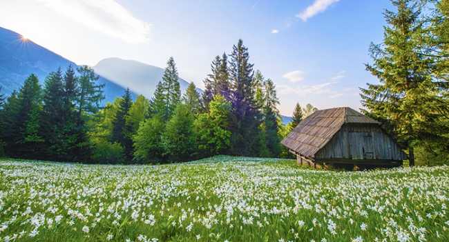 primavera fiori montagna prato baita