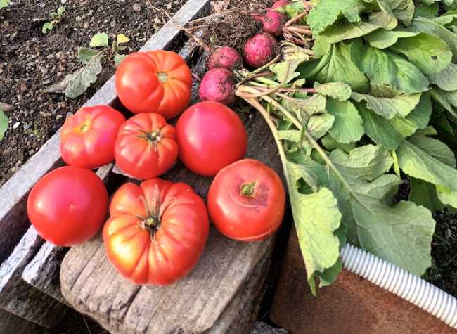 prodotti della terra