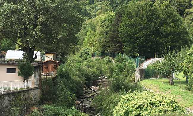 rio deseno vegetazione