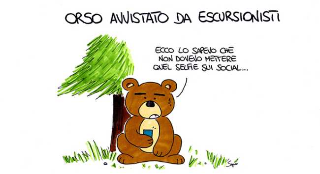 sapo orso