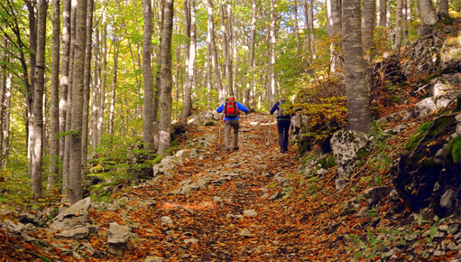 sentiero montagna foglie