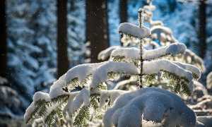 snowfall gaed6e390a 640