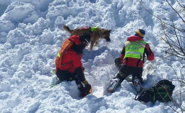 soccorso valanga cane