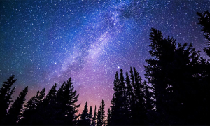 stelle alberi 1