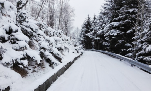 strada neve alberi