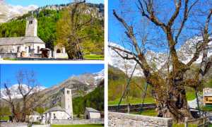 tiglio macugnaga mix