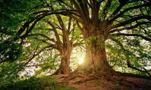 trees gb115a3664 640