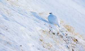 uccello neve parco