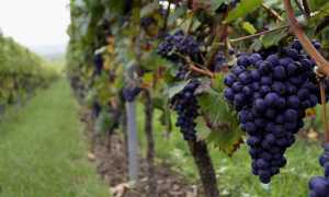 uva nera vigneto