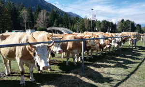 vacche fiera vigezzo 18