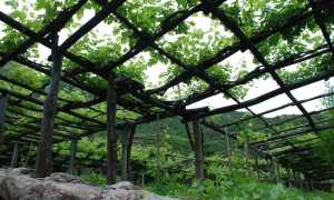 vigneti Carema 3