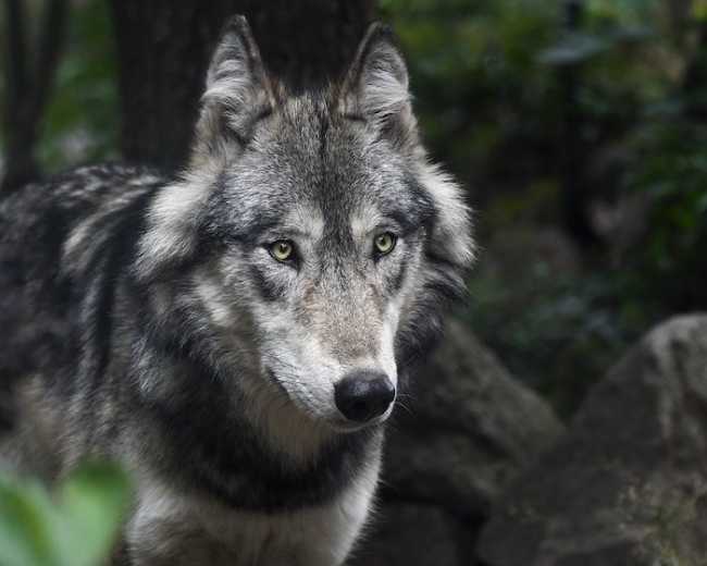 wolf 3241382 960 720