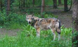 wolf 3585218 640