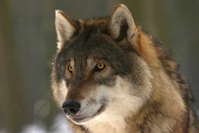 wolf 725380 960 720