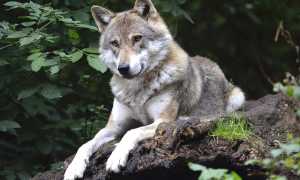 wolf g45a4f8c48 640
