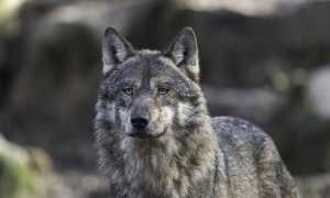 wolf g793ccda33 640