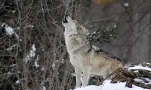 wolf g952bb2c32 640