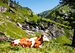 270.san domenico strada veglia mucca vacca