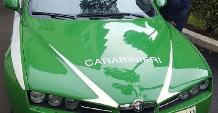 Vitello sbranato a Migiandone, potrebbe essere stato un lupo