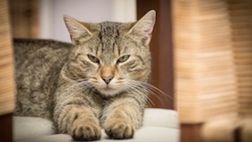gatto