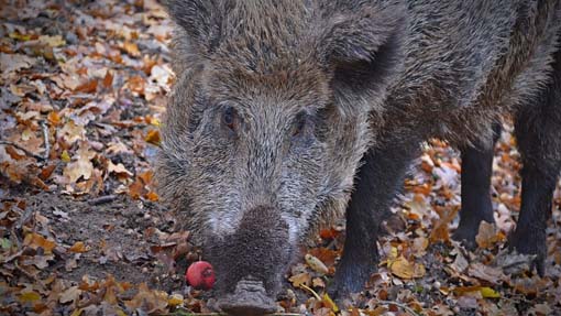 cinghiale