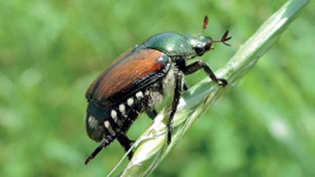 popillia japonica