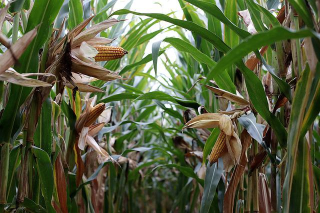 Campo mais agricoltura
