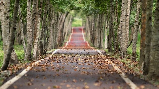 Strada bosco