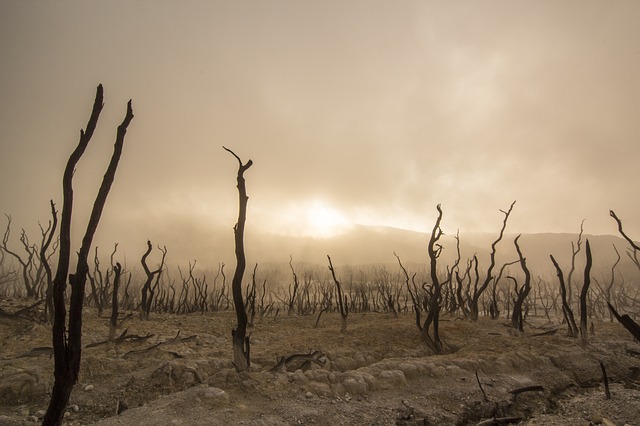 alberi morti