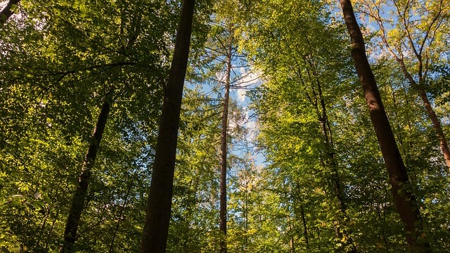 bosco