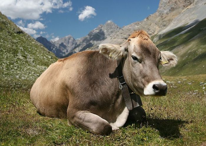 Tra scuola e scienza: si parla di genetica animale e allevamento sostenibile