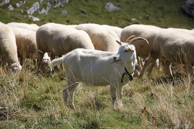 capra 3674246 640