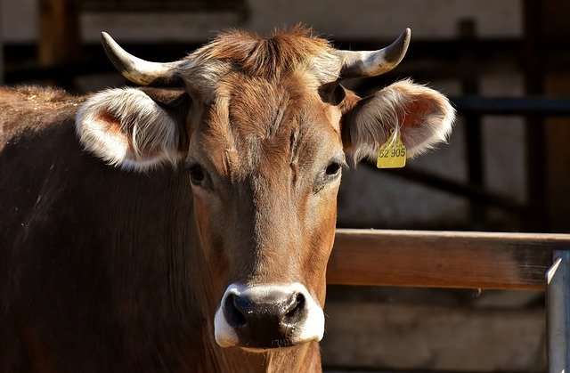 cow 3383624 640