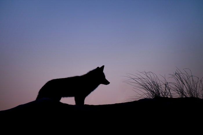 Villadossola: incontro sul lupo, contro le associazioni animaliste 
