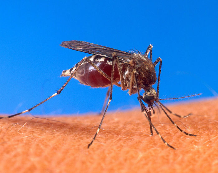 Il Comune di Pallanzeno dichiara guerra alle zanzare  